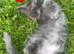 Pure Maine Coon kittens