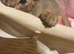 Abyssinian kittens