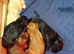 Cockapoo Puppies For Sale!!