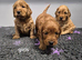 Beautiful cockapoo pups £600