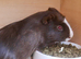 Chocolate red eyes make guinea pig
