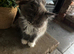 2 Maine Coon Kittens’s available