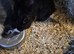 Lionhead x dutch