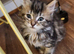 Presenting little miss singleton