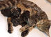 7 gorgeous kittens