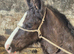 Shire Horse Colt Foal