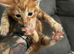5 kittens ready to leave 29th August