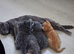 British shorthair girls