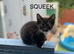 Kittens ready for forever home