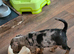 Female 10 week old Jack russell cross