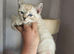 Scottish fold cross ragdolls