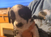 Sprocker pups for sale