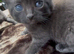 Kittens for sale