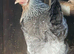 Cream Legbar Chicks Hatching Soon &ndash; Blue Egg Layers | Barnsley
