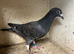 Coloured racing pigeons