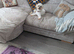 Gorgeous lhasapoo puppies, 1 girl left
