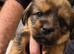 Jack Tzu puppies