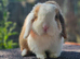 Vaccinated Mini Lop