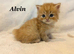 Six absolutely stunning Persian Kittens