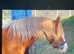 !12.2hh QUALITY 3yr SEC C FILLY!