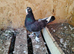 A few young looking for a new home