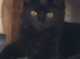Male kitten