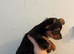 2 CHORKIE PUPPIES FOR SALE