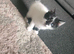 Adorable Kittens &pound;80