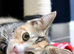 17 week old kitten needs new home