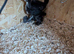 Brahma chicks