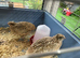 Jumbo quail