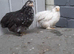 3 young pekin bantam chickens