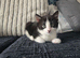 1 black and white female kitten