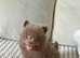 Amazing lilac girls russian line pomeranians