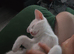 WHITE KITTEN FOR POTENTIAL SALE PLEASE READ