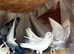 White racer pair breeder