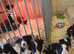 Border collie puppies