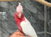 Baby handReared Super Tame Cuddly Lutino Galah Cockatoo Parrot,25