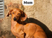 KC Longhair Dachshund Girl Available Now