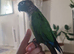 Tame conure
