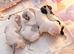 Parson jack Russell  terrier