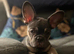 Female French Bulldog