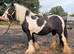 Super heavy weight mare