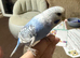 Baby male budgie semi tame