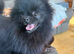TINY Black Teddy Bear faced Pomeranian Female