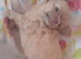 2 boys left Long coat chihuahua males