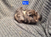 Guine Pigs looking for new homes