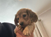 Long hair mini dachshund