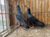 TIGER GRIZZLED RACING PIGEONS FOR SALE