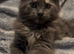 TICA reg Maine Coons - Ready to leave